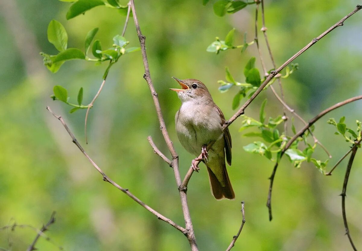 Соловей обыкновенный, или Восточный – Luscinia Luscinia (l., 1758). Luscinia megarhynchos. Курский Соловей Курская область. Птицы России обыкновенный Соловей.