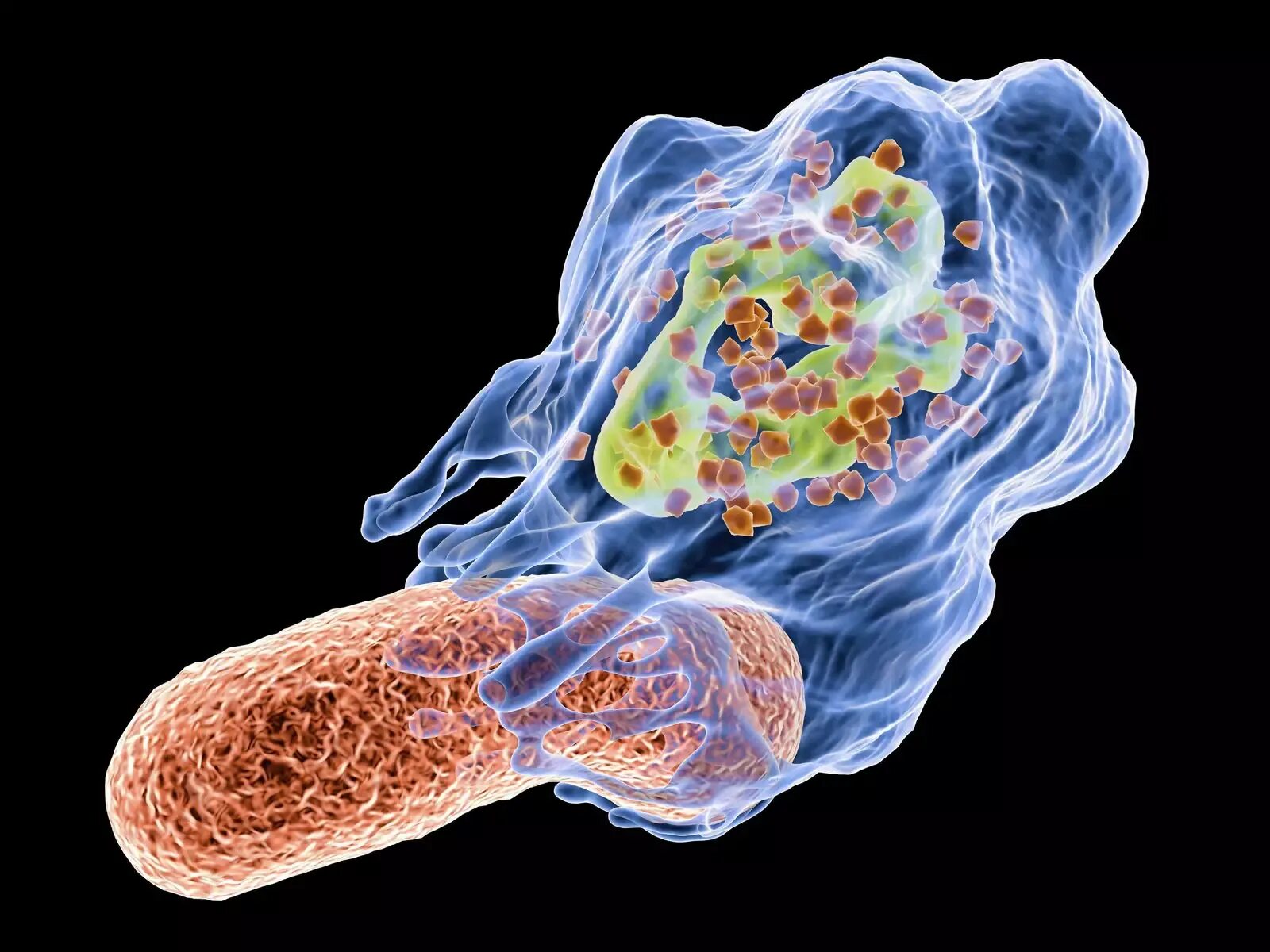 Бактерия чужеродная. Лейкоциты и фагоциты. Фагоцитоз бактерий нейтрофилами. Клетки фагоциты. Иммунный фагоцитоз.