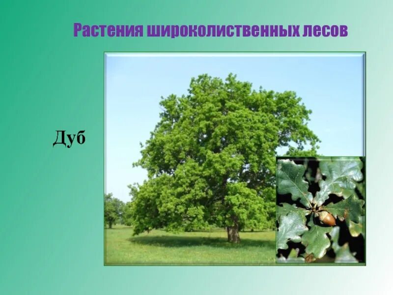 Растительность широколиственных. Широколиственный лес растительный мир. растительный мир широколиственных лесов в россии. дуб широколиственный лес. смешанные и широколиственные леса растения.