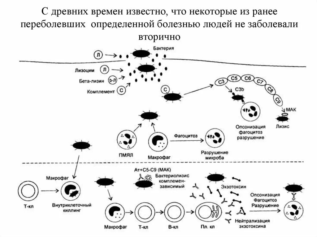 Иммунный глаз. Схема иммунного ответа при бактериальных инфекциях. Антибактериальный иммунитет схема. Схема иммунного ответа иммунология. Противобактериальный иммунный ответ иммунология.