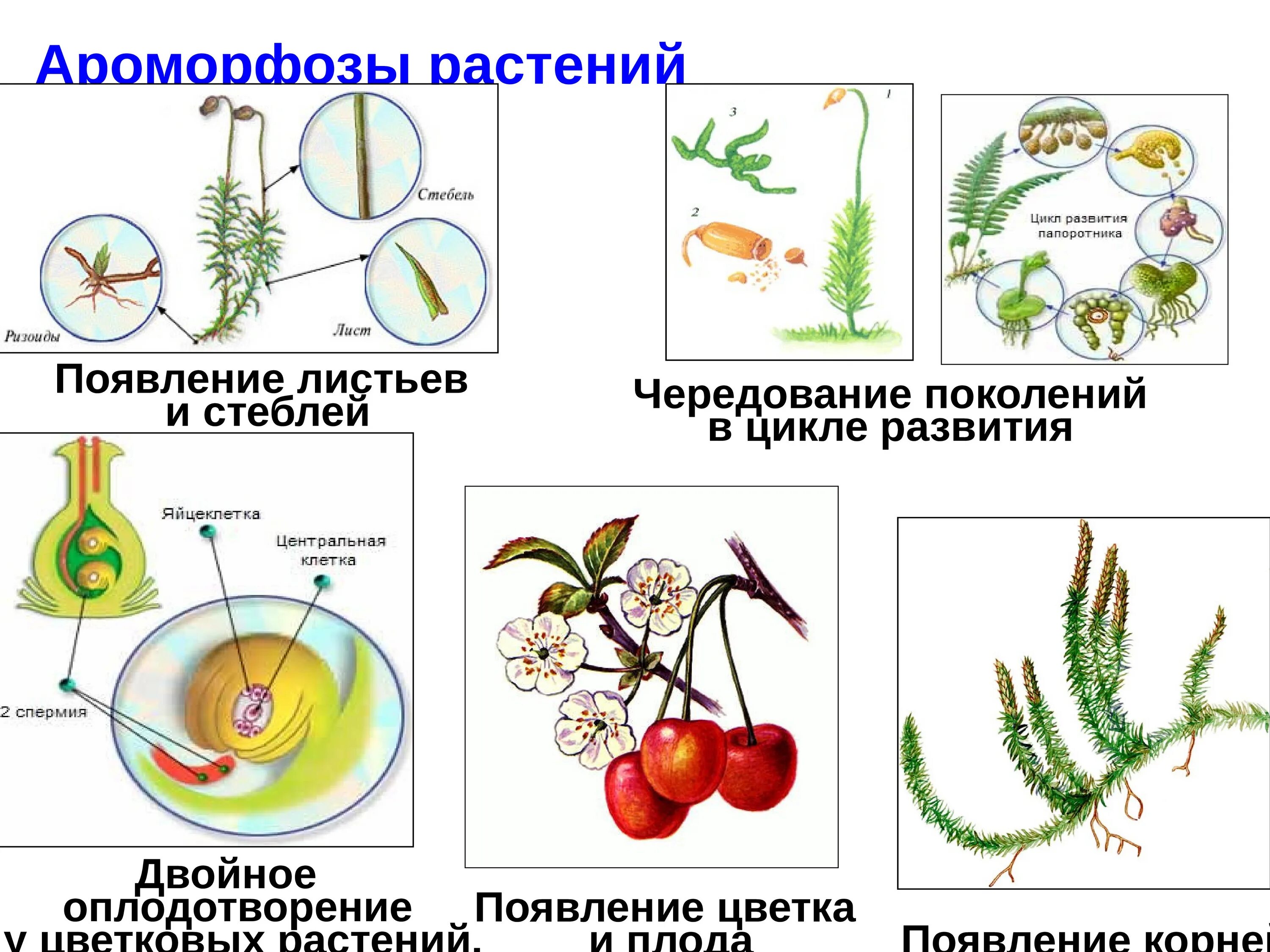 Преобразования у растений