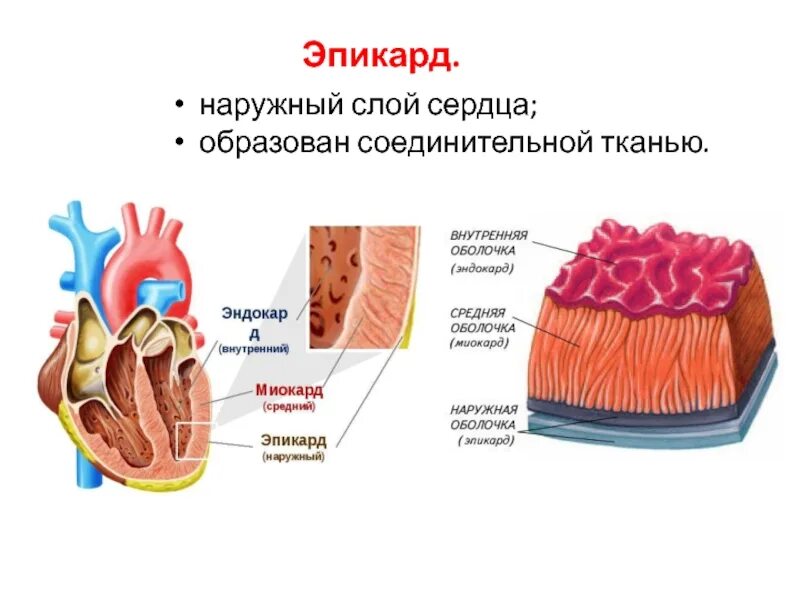 Как называется средний слой