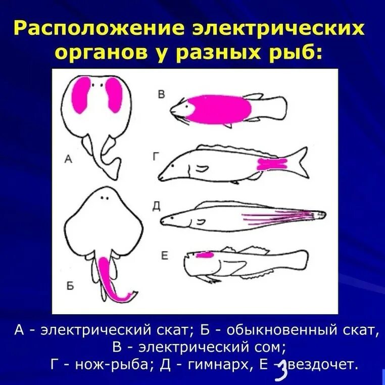 Электрические органы рыб. Электрические органы ската. Расположение электрических органов у рыб. Электрические рыбы электрические рыбы.