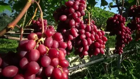 Виноград индиана