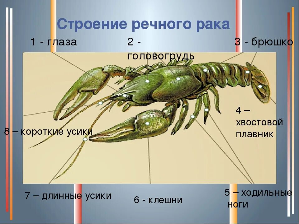 Биология речного рака