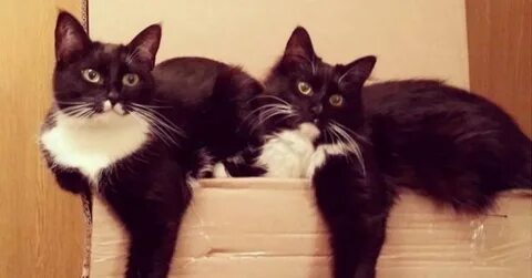 Одинаковые коты