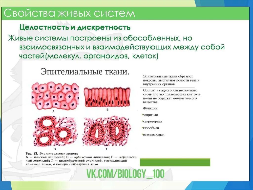 Тканевой уровень жизни