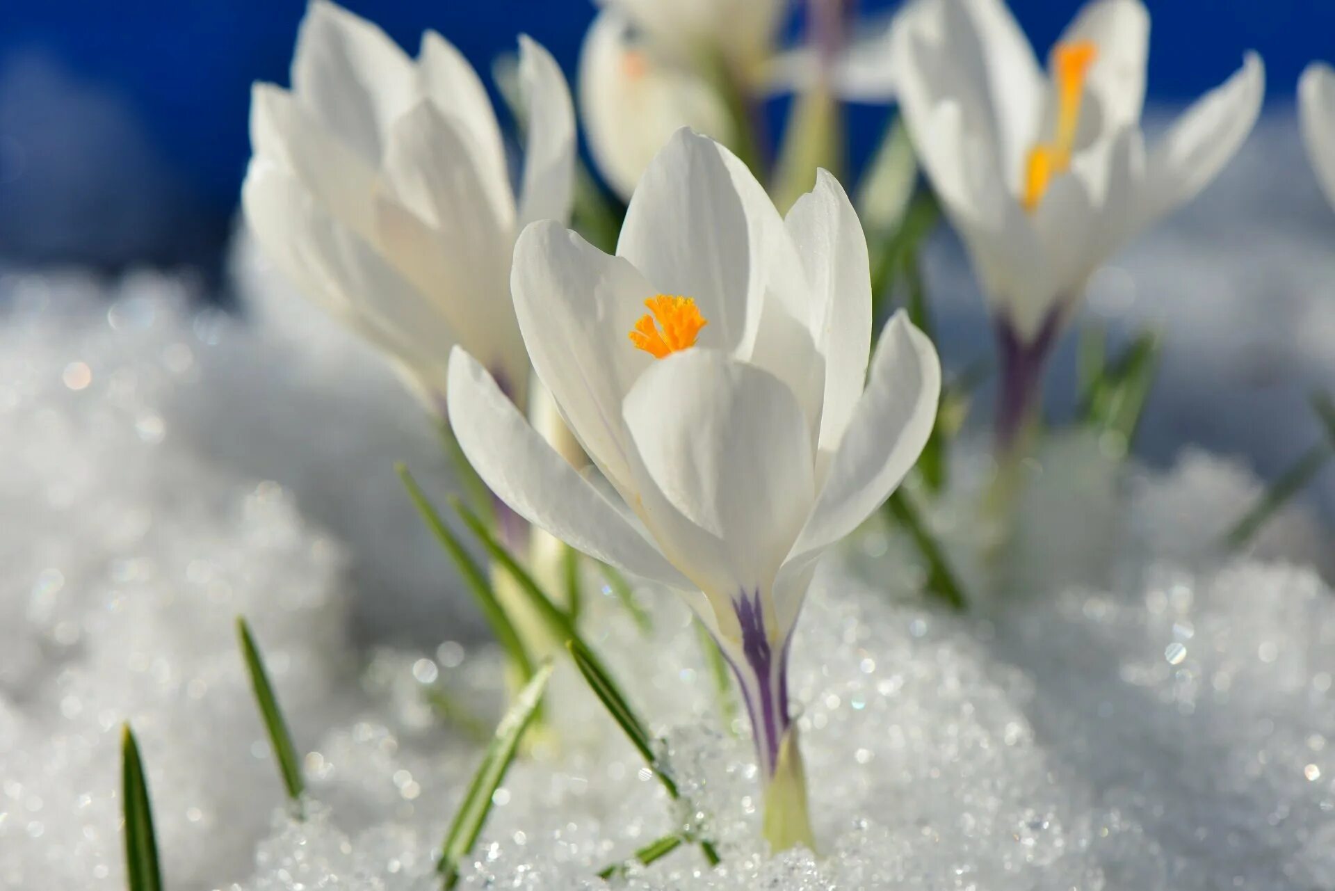 Крокусы и подснежники. Первоцвет Крокус белый. Крокус весенний белый. Крокус белый цветок первоцвет.