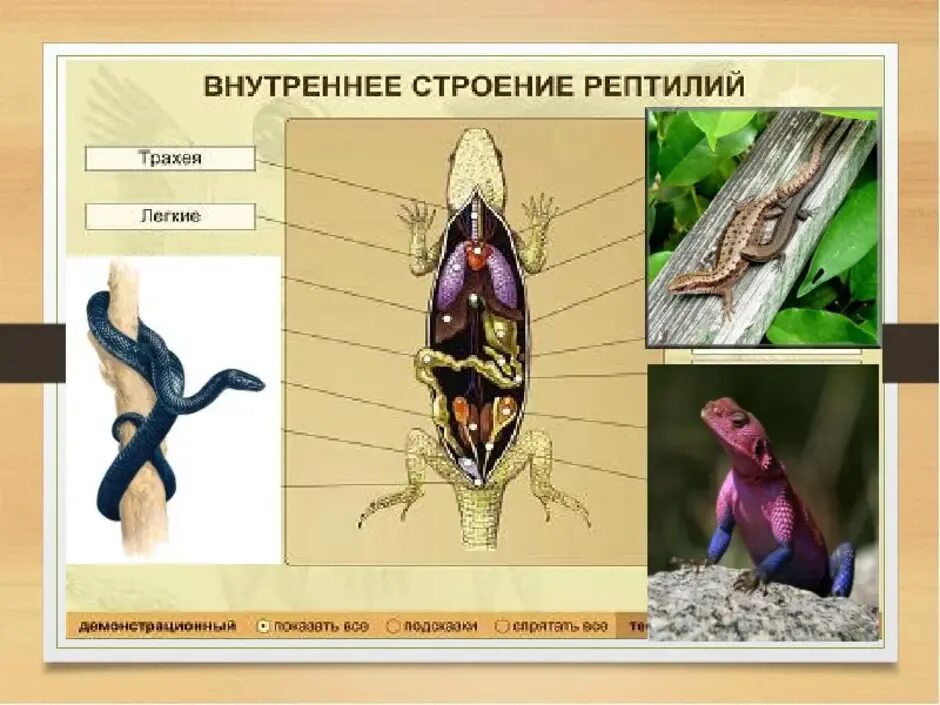 Строение пресмыкающихся или рептилий. Пресмыкающиеся внешнее и внутреннее строение. Внутреннее строение пресмыкающихся. Внутреннее строение рептилий. Внутренне строение пресмыкающихся.