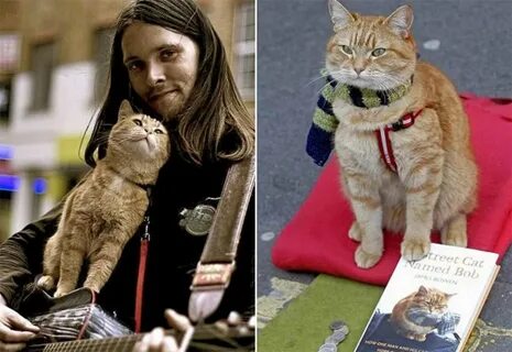 Коты про людей