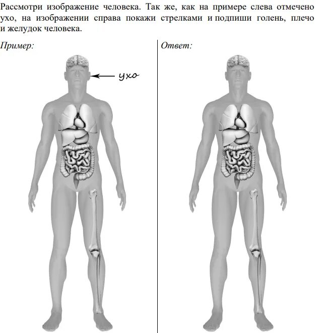 Части тела человека ВПР 4 класс. Тело человека органы 4 класс ВПР. Рассмотри изображение человека. Части тела человека 4 класс окружающий мир ВПР.