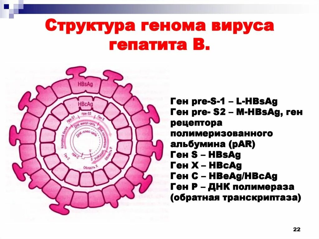 Поражаемые структуры гепатита в. Структура вируса гепатита б. Гены вируса гепатита в. Структура генома вируса гепатита. Вирус гепатита а строение вируса.