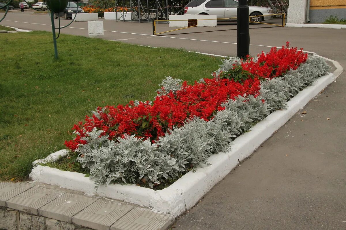 сальвия бордюрная. клумбы сальвии. клумбы сальвии. сальвия однолетник. сальвия однолетник.