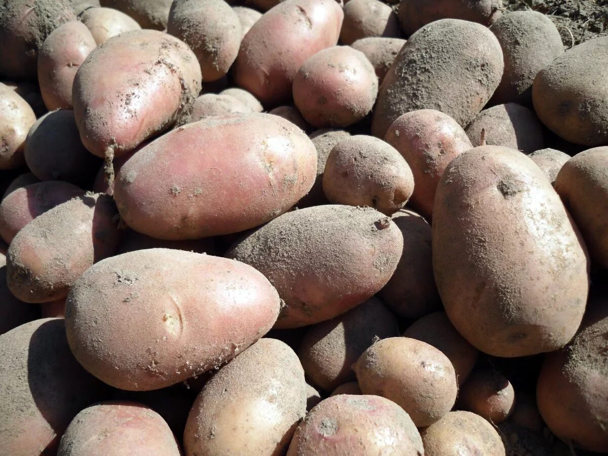 Вырастет ли картошка. Картошка подмерзла. Зимний картофель. Плохая картошка. Картофель растение.