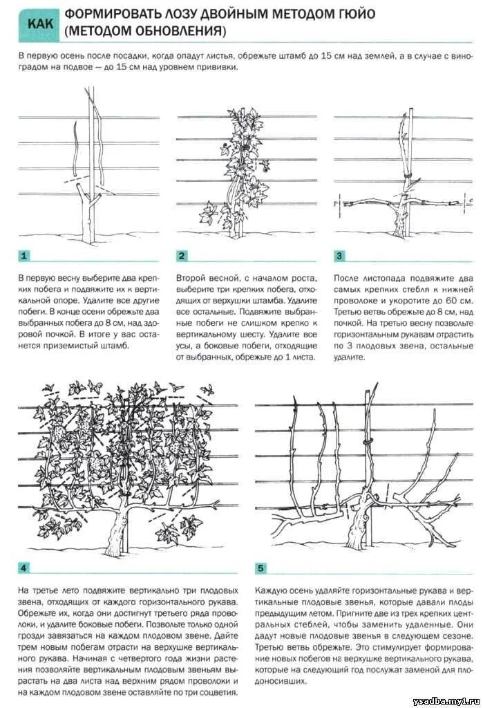 Обрезка винограда средней полосы. Обрезка винограда весной 3 года схема. Обрезка винограда весной для начинающих. Схема обрезки винограда осенью. Обрезка винограда осенью для начинающих.