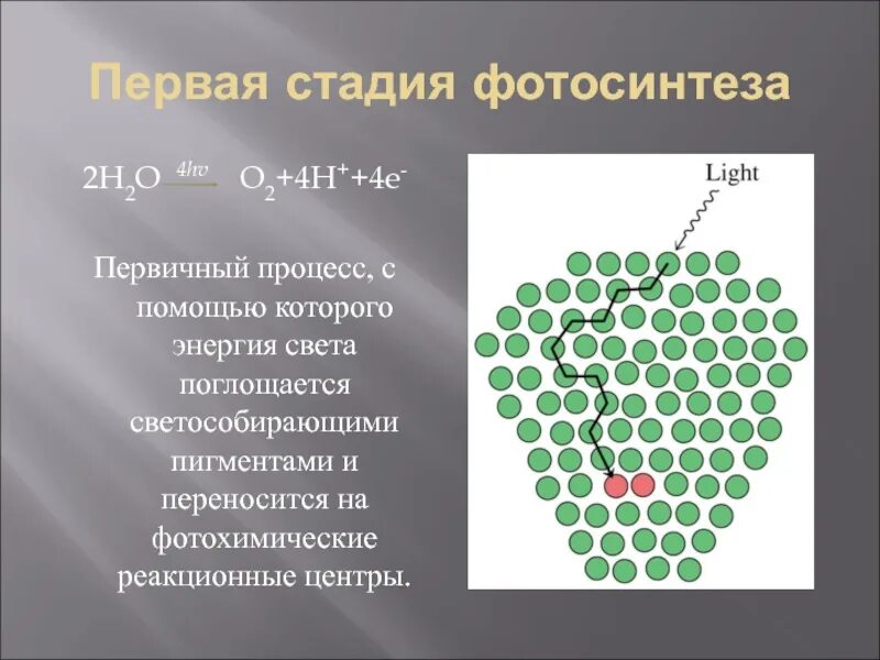 Пигменты фотосинтеза в хроматофоре. Светособирающие комплексы. Светособирающие комплексы в хлоропластах. Светособирающие пигменты. Фотохимические реакционные центры.