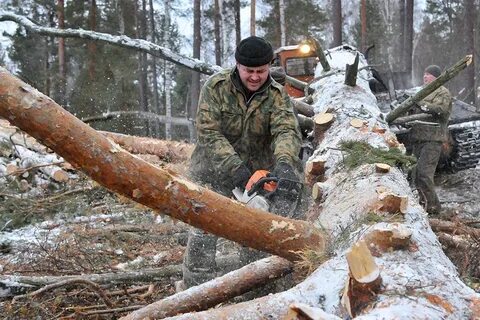 Лесоповал тайга