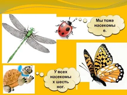Шесть ног три
