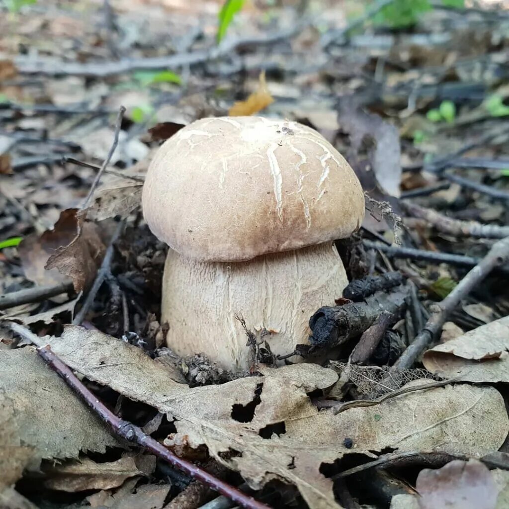 Белый гриб корень. Белый гриб берёзовый Boletus betulicola. Боровик березовый. Боровик дубовый. Белый гриб дубовый Боровик.
