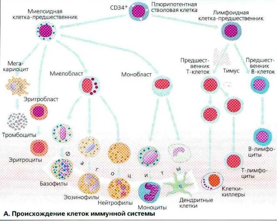 Схема дифференцировки иммунных клеток. Происхождение клеток иммунной системы. Иммунокомпетентные клетки иммунной системы схема. Миелоидные дендритные клетки маркеры. Органы кроветворения иммунной