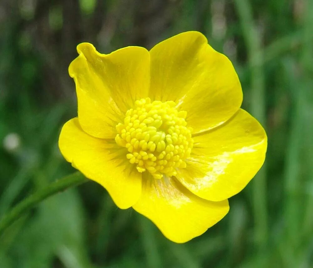 Лютик. Ranunculus acris лютик едкий. лютик едкий (ranúnculus ácris. лютик едкий куриная слепота. лютик едкий – ranunculus acris l..