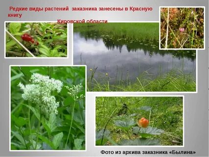 Кировские растения