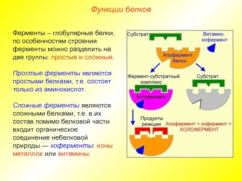 Ферментативная функция белков примеры. Строение глобулярных белков. белки ферменты функции. роль и функции ферментов. ферментативная функция белков.