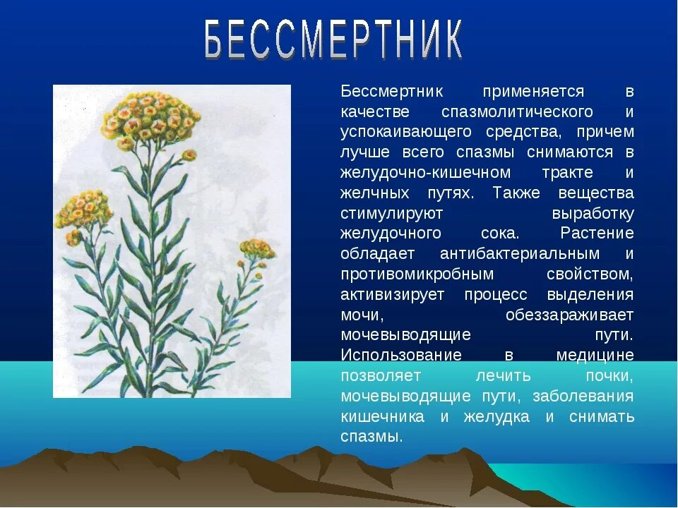 Бессмертник трава применение. Цмин песчаный бессмертник описание. бессмертник тысячелистник. цмин песчаный описание. цмин песчаный красная книга.