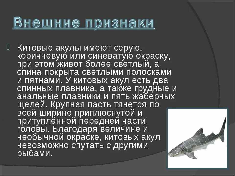 Спинной плавник акулы. Презентация по теме акулы. Общая характеристика акул. Сообщение про акулу.