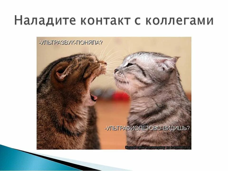 Наладить сообщение. Наладить контакт. картинка наладить контакт с. наладить контакт мем. налаживает.