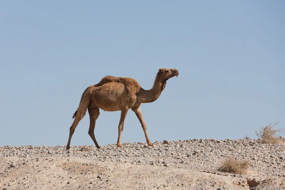 Гран канария пустыня. Оазис в пустыне намиб. Пустыня вади рам иордания. Пустыня намиб. Пустыня в россии.