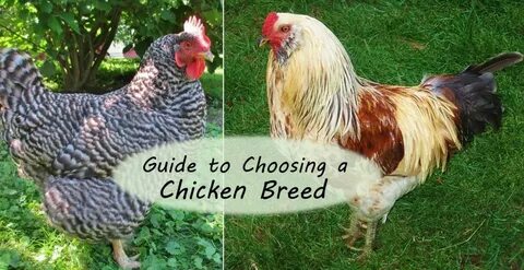Tall chicken