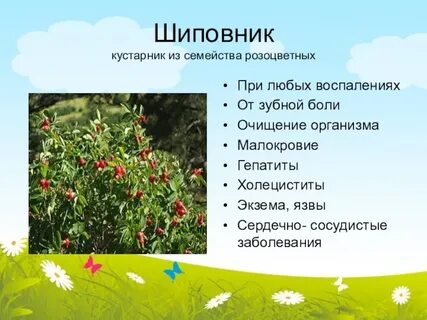 Описать куст