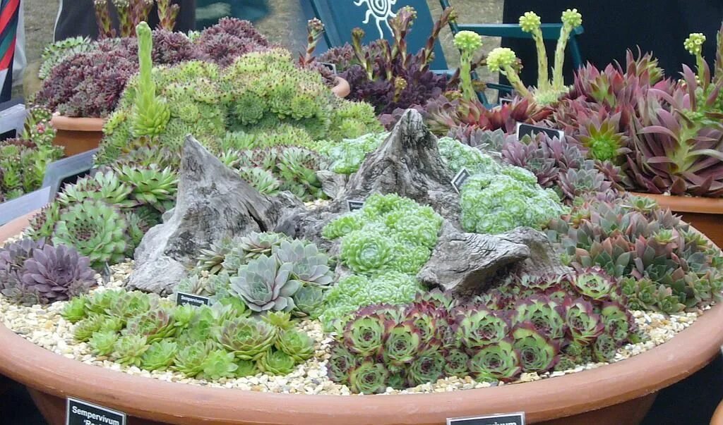 Молодило зимует. Альпийская живучка sempervivum. молодило квин элизабет. молодило почвопокровник.