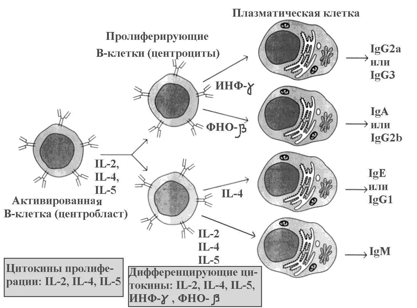 Т и б клетки. Антиген независимая дифференцировка в лимфоцитов. B лимфоциты схема. Пролиферация и дифференцировка в-лимфоцитов. Образование лимфоцитов схема.