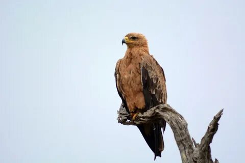 Орел сидящий на ветке
