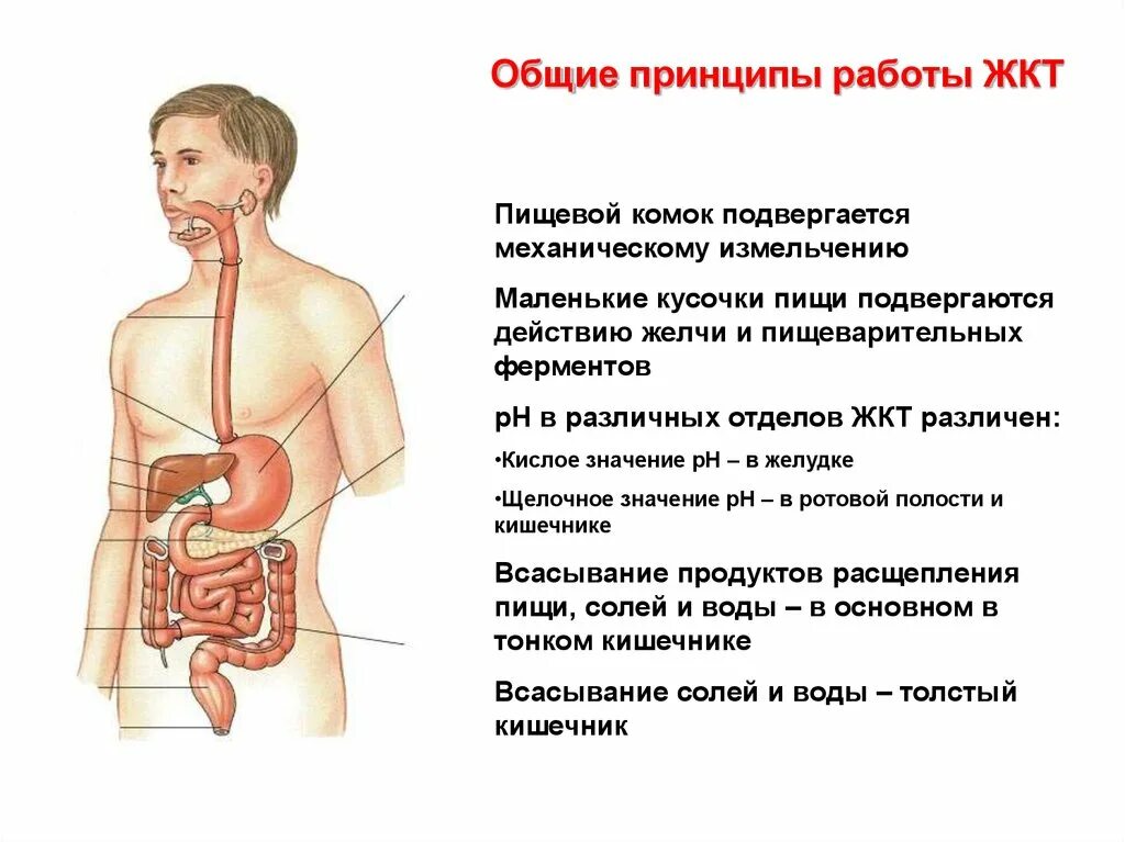 Принцип работы системы пищеварения у человека. Принципы деятельности ЖКТ. Схема работы ЖКТ человека. Желудочно кишечный тракт.