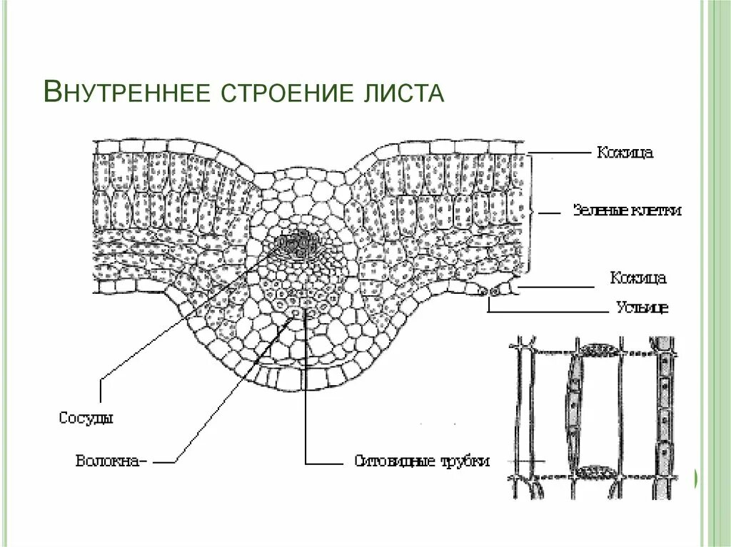 В жилках листа находится сверху. Поперечный срез листа строение. Ткани растений поперечный срез листа. Поперечный срез листовой пластинки. Строение клеток листа поперечный срез.