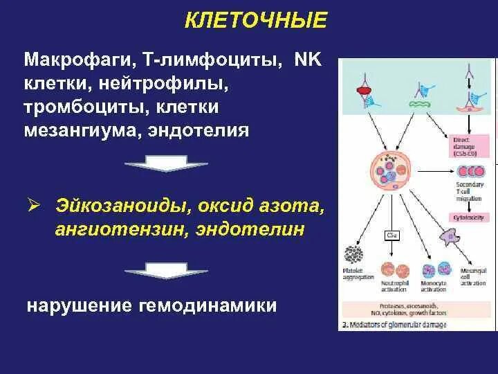 Макрофаги происхождение. Макрофаги образуются из в лимфоцитов. Ап функция макрофагов. Функцией макрофагов является. Роль макрофагов