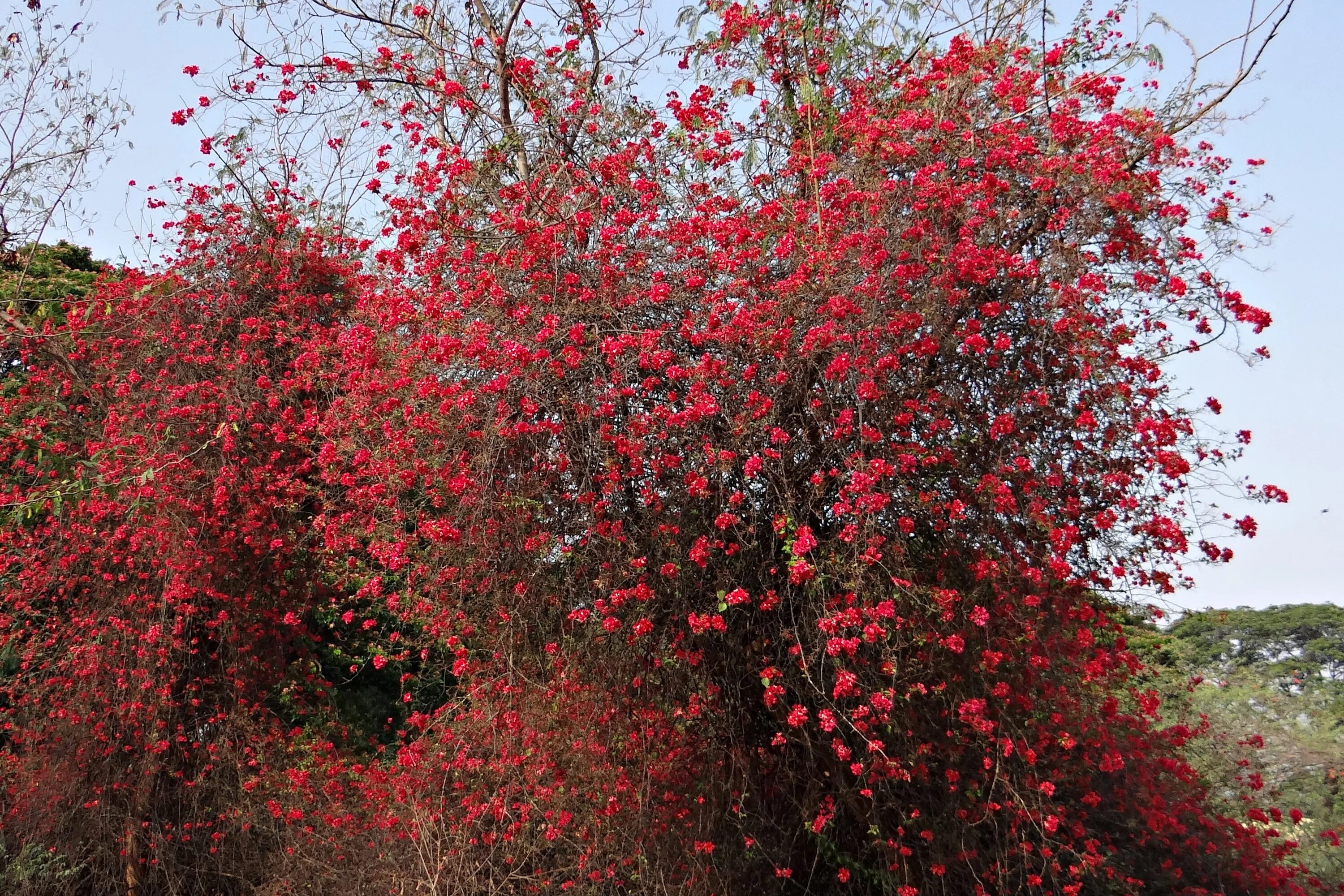 Кустарник с красными листьями Буш. Айва Техас Скарлет. Японская айва кустарник осенью.