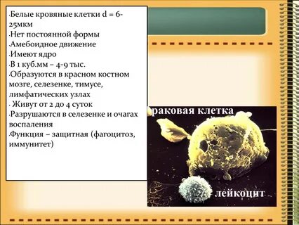 Способны к фагоцитозу амебоидному движению