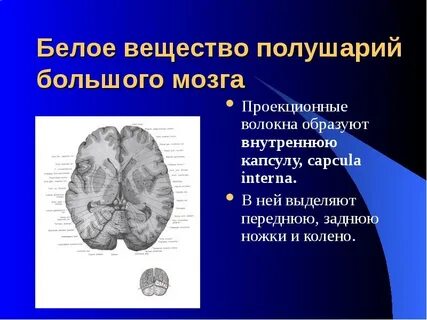 Структуры белого вещества больших полушарий