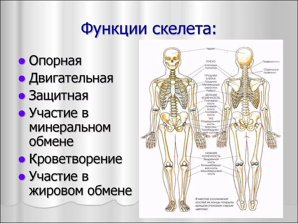 Анатомия опорно двигательная система скелет. Схема функции опорно двигательной системы. Опорно двигательная система кости скелета. Отдел скелета строение функция.