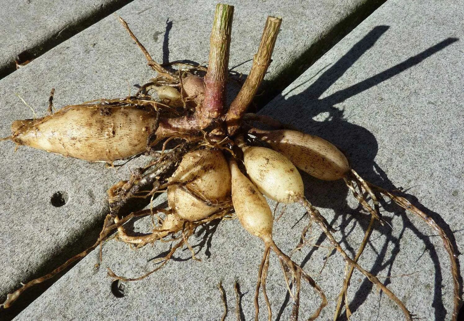 Видоизменение побега подземные луковица. Подземные метаморфозы побега корневище. Вегетативное размножение растений луковицами характеристика. Размножение клубнями и луковицами. Видоизменения стебля у подземных побегов.