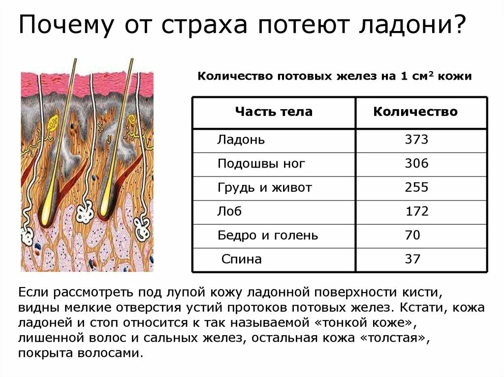 Потовые железы имеют вид. Потовые железы в коже человека. Строение потовой железы. Апокриновые потовые железы расположены.