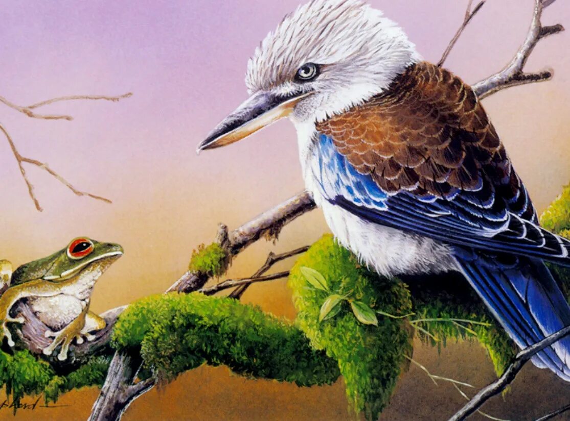 Синекрылая Кукабара. Сезонные явления у птиц. Последовательность сезонных явлений в жизни птиц