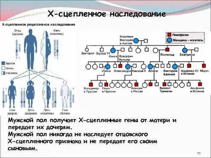Как гены передаются от родителей к детям