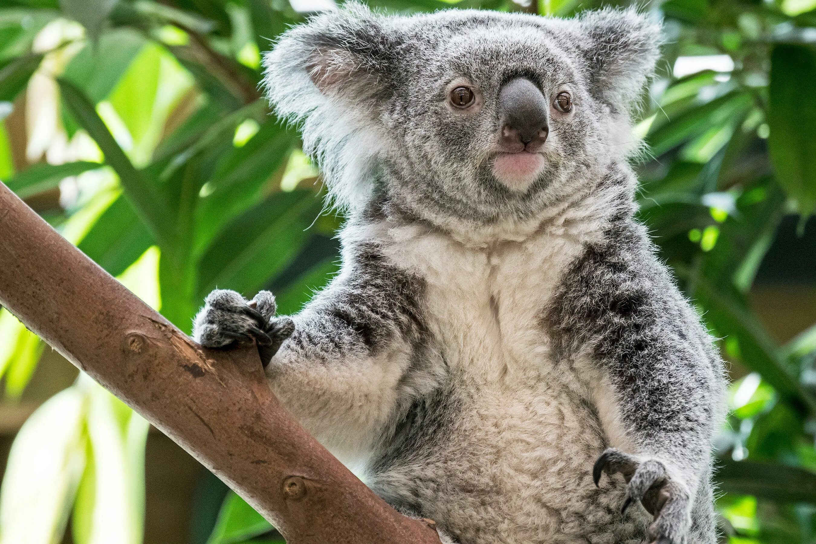 Австралийская коала. Млекопитающие коала. Эндемики Австралии коала. Лапа коалы. Коала относится к