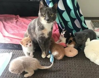 Котенка спрятала