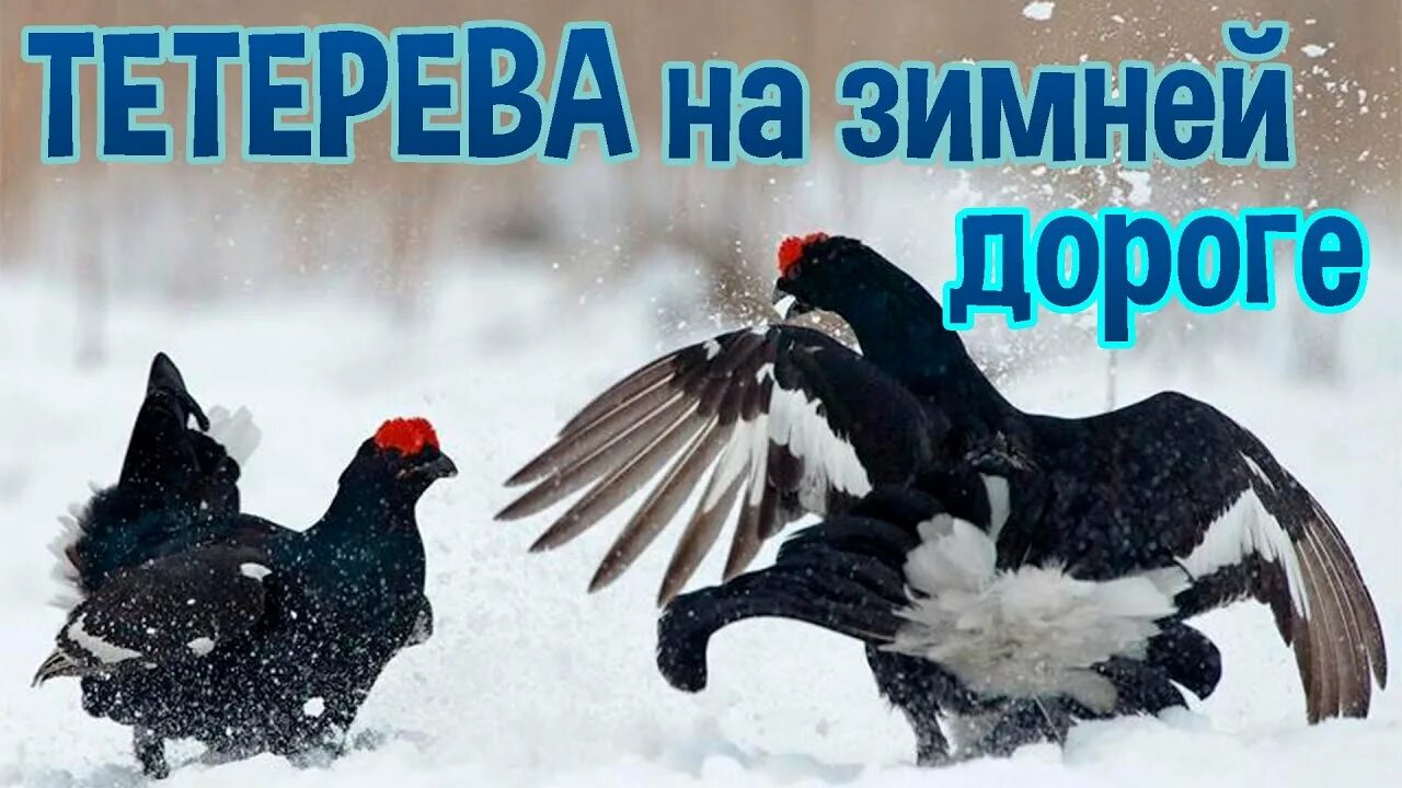 Тетерева на дороге. Тетерев на дороге. касачи. тетеревиный ток на снегу.